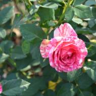 Троянда чайно-гібридна Сатіна