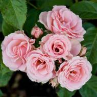 Троянда спрей Лідія