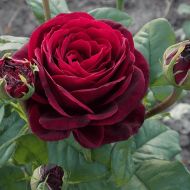 Троянда спрей Ред сенсейшн