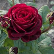 Троянда спрей Ред сенсейшн