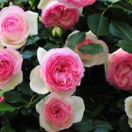 Троянда спрей Мімі Еден