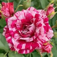 Троянда спрей Арроу Фолієс