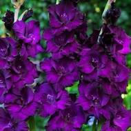 Гладіолус Момбасса