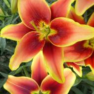 Лілія АОА Гібрид Avalon Sunset