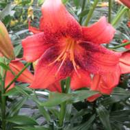 Лілія тигрова Strawberry Event