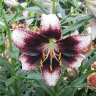 Лілія тигрова Stracciatella Event