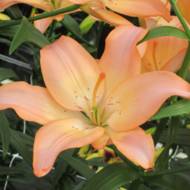 Лілія безпилкова Easy Whisper