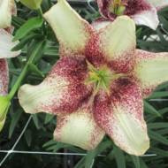 Лілія безпилкова Easy Spot