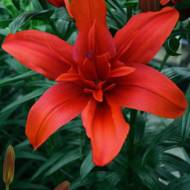Лілія азіатська повна Red Twin