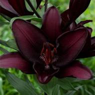 Лілія азіатська Mascara