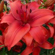 Лілія азіатська Red Highland