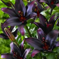 Лілія азіатська Blacklist (14/16)