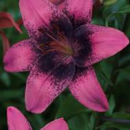 Лілія азіатська  двоколірна  Purple Dream