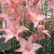 Лілія азіатська  двоколірна Trogon