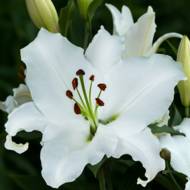 Лілія східна Indus