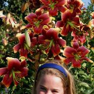 Лілійне дерево (От Гібрид) Debby