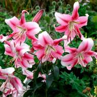 Лілійне дерево (ОТ Гібрид) Anastasia (14/16)