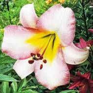 Лілійне дерево (ОТ Гібрид) Beijing Moon (14/16)