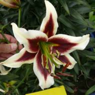 Лілійне дерево (От Гібрид) Beverly Dream