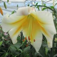 Лілйійне дерево (От Гібрид) Mister Pistache