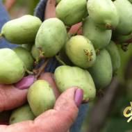 Саджанець Актинідія аргута Київська Крупноплідна