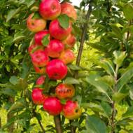 Саджанець Яблуня колоновидна Арбат