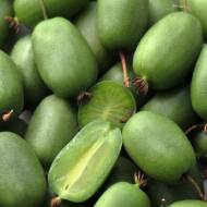 Саджанець Актинідія аргута Вітіківі