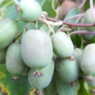 Саженец Актинидия аргута Витикиви