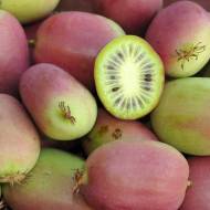 Саджанець Актинідія аргута Ананасна