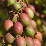 Саженец Актинидия Аргута Ананасная