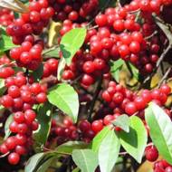 Саженец Акигуми