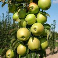 Саджанець Яблуня колоновидна Білосніжка