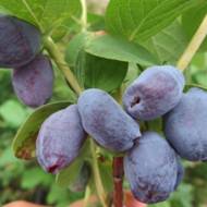 Саженец Жимолость Сердце гиганта