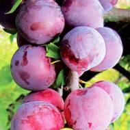 Саженец Слива колоновидная Рубин