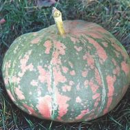 Тыква Кавбуз за 10 сем.