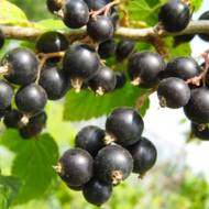 Саженец Смородина Селеченская