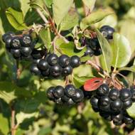 Саджанець Аронія звичайна