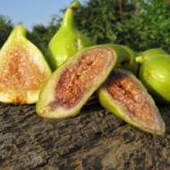 Саджанець Інжир Поморійський