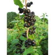 Саджанець Смородина Ювілейна копаня