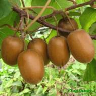 Саджанець Ківі Бруно