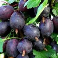 Саженец Крыжовник Самурай