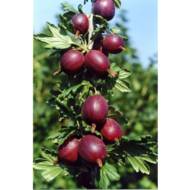 Саженец Крыжовник Сириус