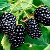 Саженец Ежевика Вождь Джозеф