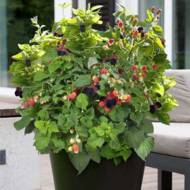 Ежевика Baby Cakes