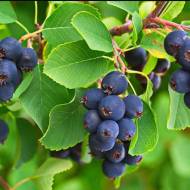 Саджанець Ірга канадська (Amelanchier canadensis) в контейнері