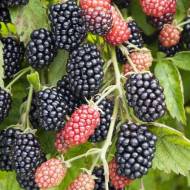 Саженец Ежевика Лох Несс в контейнере