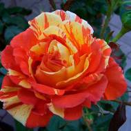 Роза флорибунда Оранж Лемон