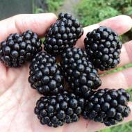 Саженец Ежевика Адриана