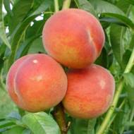 Саженец Персик колонновидный Медовый