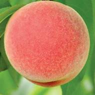 Саженец Персик Старк Ерли Гло